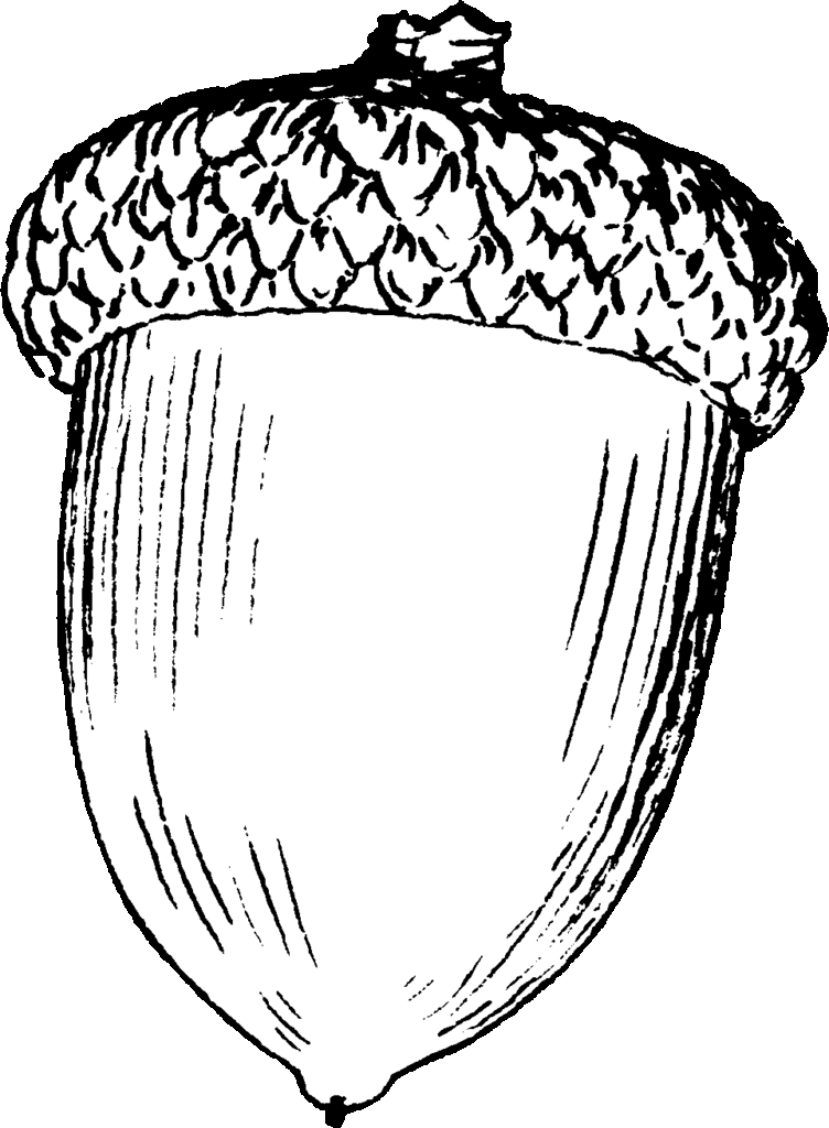 Acorn Coloring Pages To Download And Print For Free