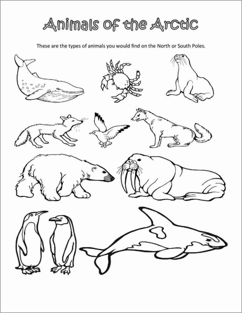 Arctic Animals Coloring Pages ColoringBay