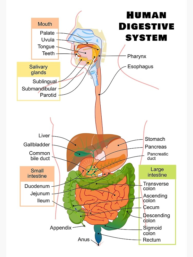 Digestive System Diagram
