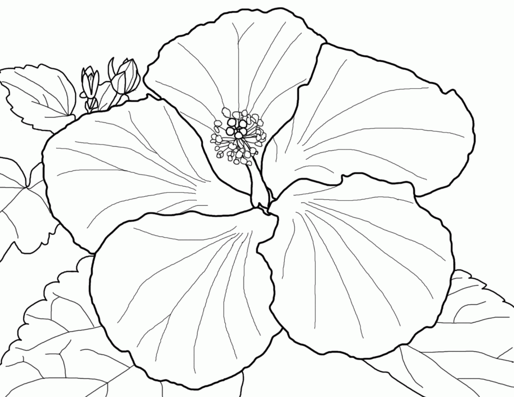 Free Coloring Pages Of Hibiscus Flowers Coloring Home
