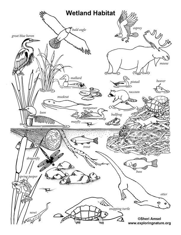 Free Printable Animal Habitat Coloring Pages VelerienRobinson