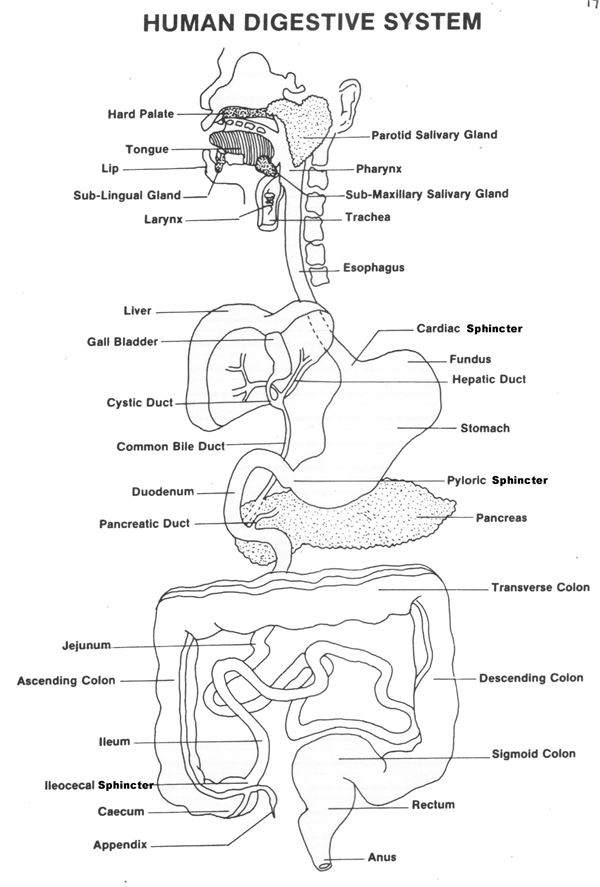 Free Printable Digestive System Diagram