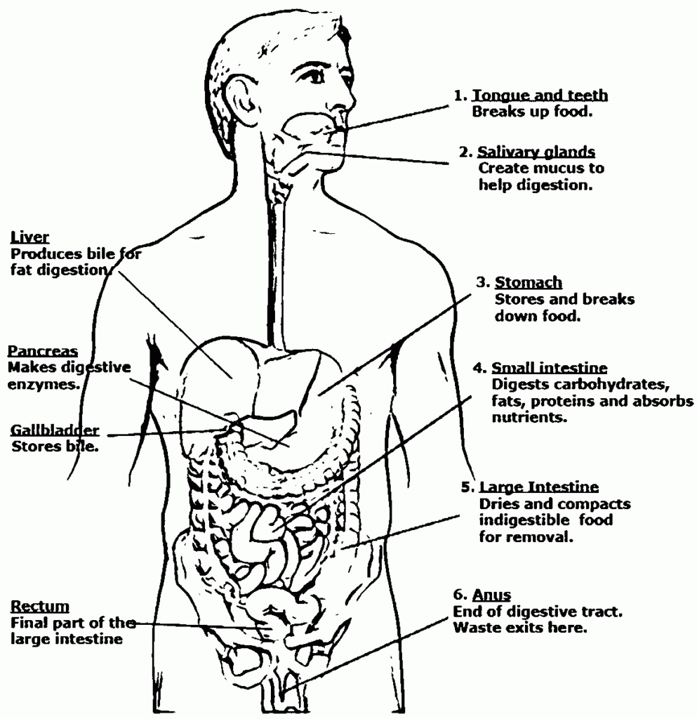 Label The Digestive System