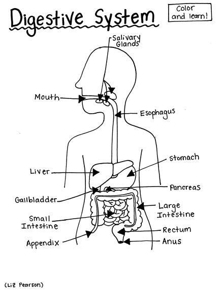 Label The Digestive System Worksheet