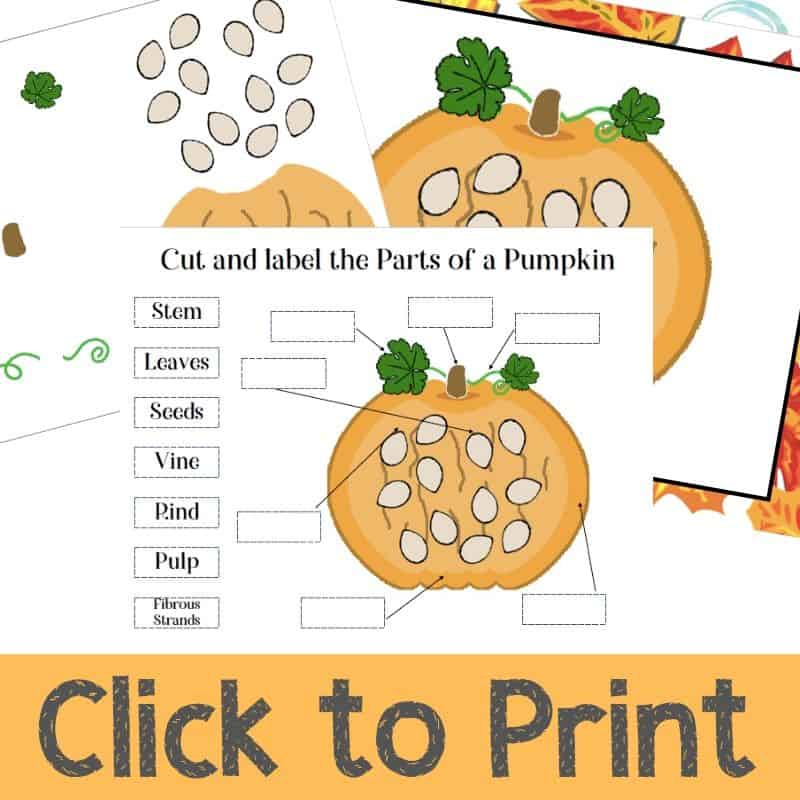 Parts Of A Pumpkin Printable