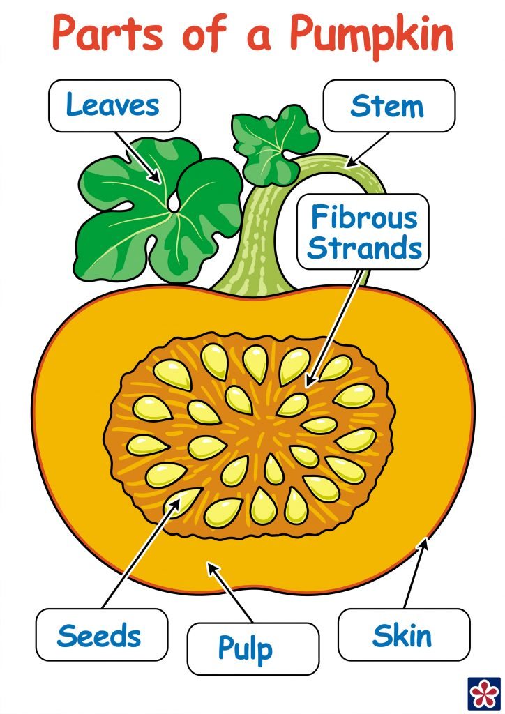 Parts Of A Pumpkin Worksheet
