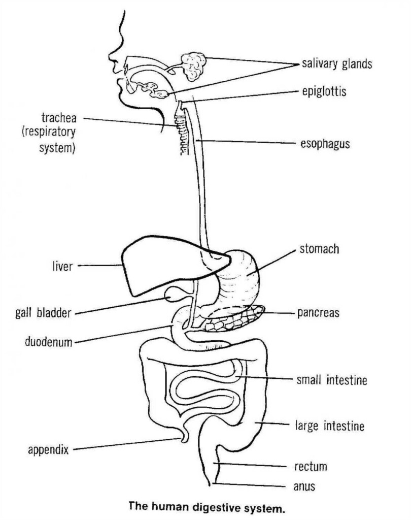 Understanding The Digestive System A Simple Labeled Diagram